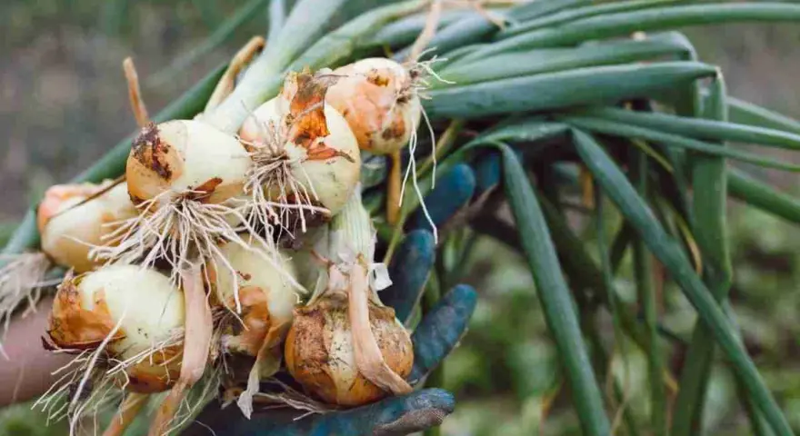 Mano guantata raccoglie cipolle appena sradicate, con radici e foglie verdi. È il momento giusto quando raccogliere le cipolle.