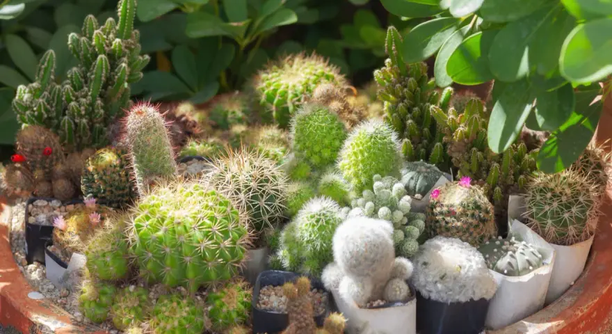 Un surtido de cactus con flores rosadas y rojas, en macetas individuales dentro de una maceta grande de terracota.
