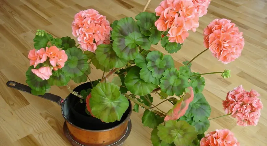 En pelargon i en kopparpanna, redo för att klippa ner på våren. Blommorna är ljust rosa med gröna blad.