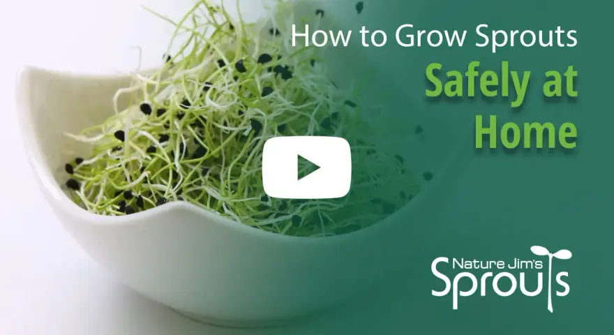 Fresh sprouts in a white bowl, with text overlay "How to Grow Sprouts Safely at Home" and a play button.