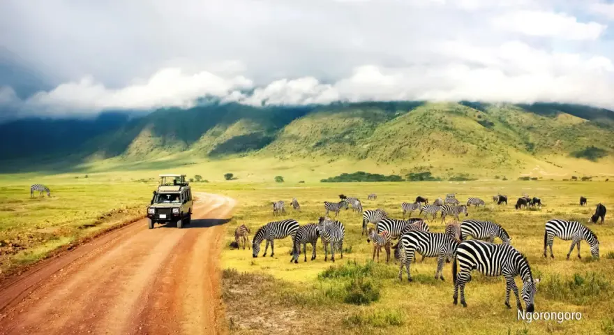 Niesamowity safari z Zanzibaru! Stado zebr pasących się na tle zielonych wzgórz, a obok przejeżdża terenowy samochód.