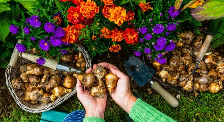 Ręce trzymają cebulki, gotowe do sadzenia. Obok koszyk z cebulkami i narzędzia ogrodnicze. Czas pomyśleć, kiedy sadzić byliny, by cieszyć się wiosennym kwieciem.