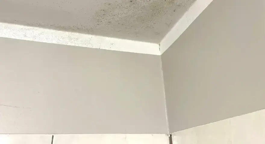 Narożnik pokoju z widocznym zielonkawym nalotem, który przypomina grzyb na ścianie.