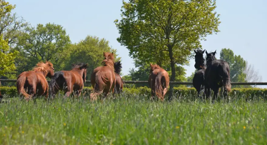 Un troupeau de chevaux, certains homozygotes, galopent dans un pré verdoyant sous un ciel bleu.