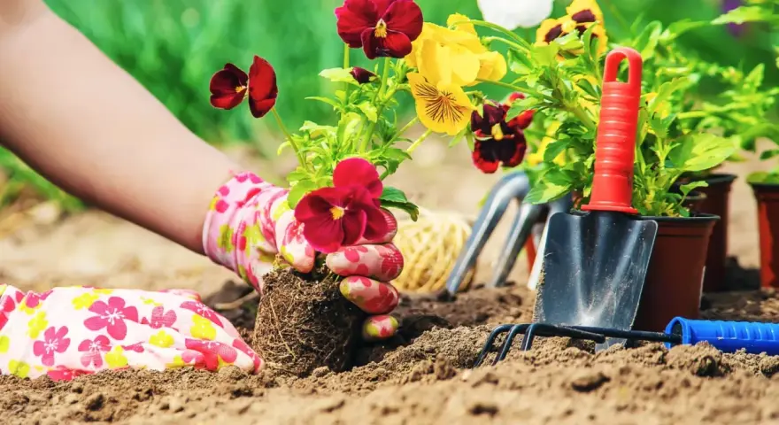 Hands in floral gloves plant pansies in rich soil, creating a beautiful flower bed. This is the best soil for flower beds.
