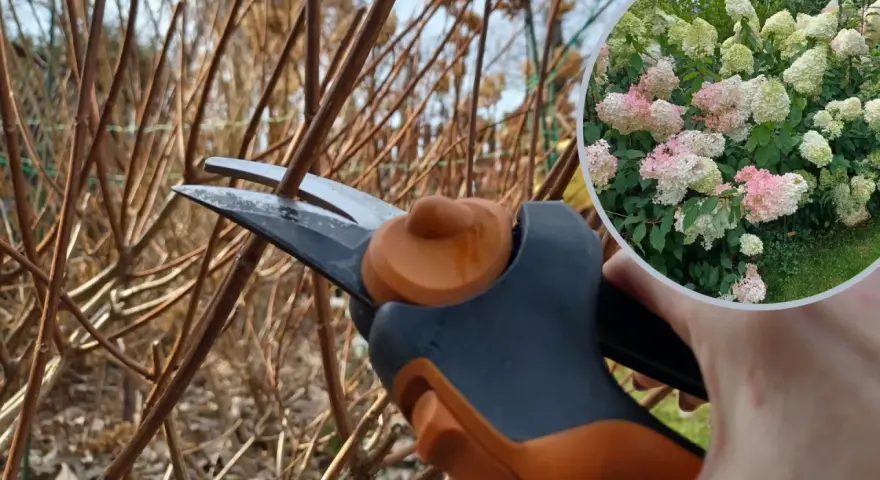 Przycinanie hortensji ogrodowej: sekator tnie suche pędy, by wiosną cieszyć się bujnym kwitnieniem.