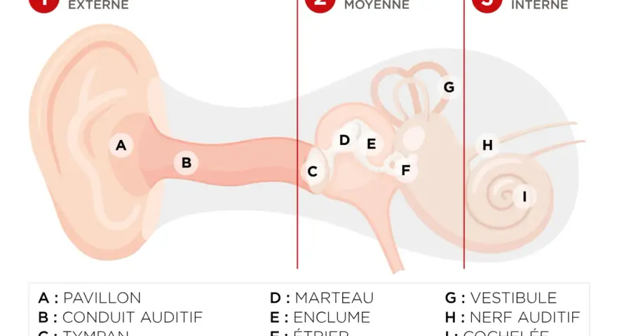 Schéma de l'oreille montrant les différentes parties. La cochlée (I) contient les cellules ciliées endommagées, essentielles à l'audition.