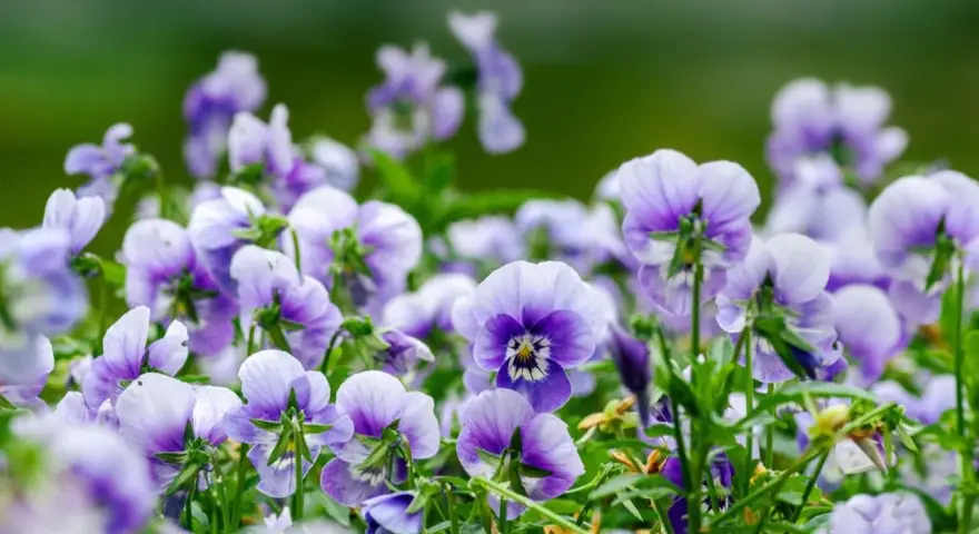 En äng full av lila och vita viola wittrockiana blommor, med en mjukt grön bakgrund.