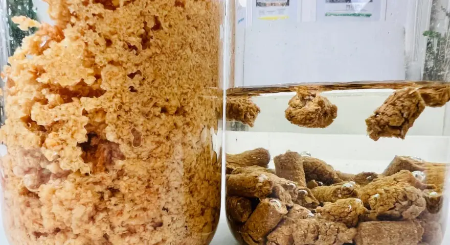 Test pelletu w wodzie. Po lewej gęsta, brązowa masa, po prawej pellety unoszą się i opadają w przezroczystej cieczy.