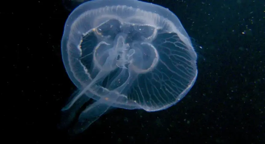 Przezroczysta meduza w Bałtyku, delikatnie unosząca się w ciemnej wodzie. Jej ciało jest niemal niewidoczne, a przezroczyste macki tworzą subtelny taniec.