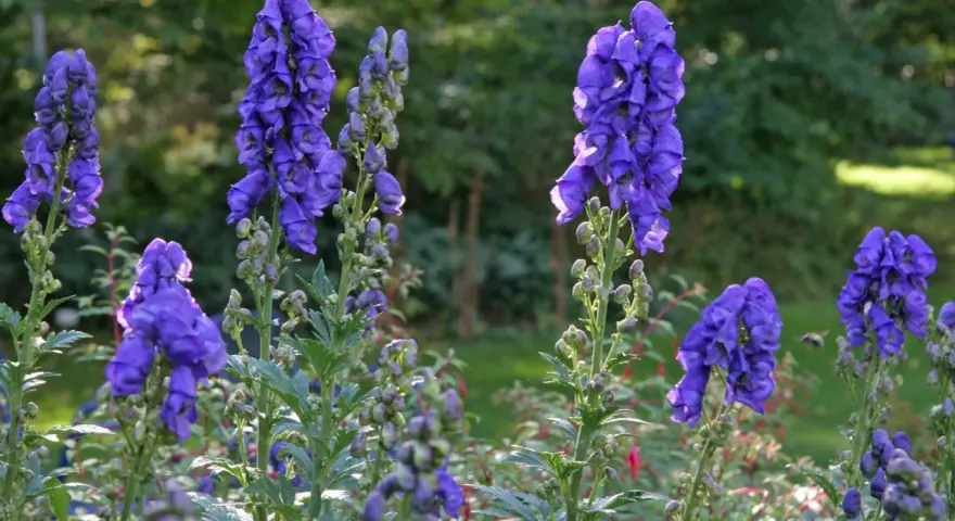 Blau leuchtende Eisenhut-Blüten, die giftig sind, stehen im Sonnenlicht.