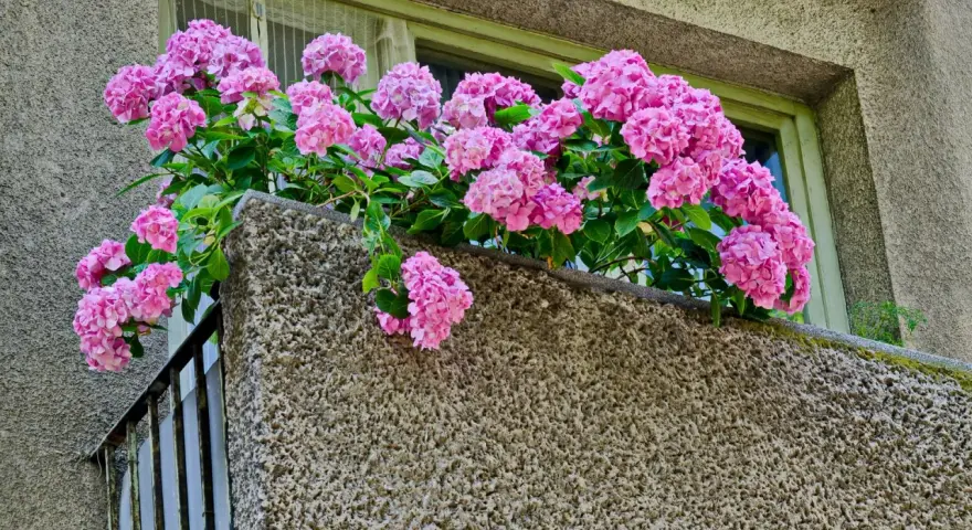 Kaskada różowych kwiatów hortensji zdobi balkon, dodając mu uroku.