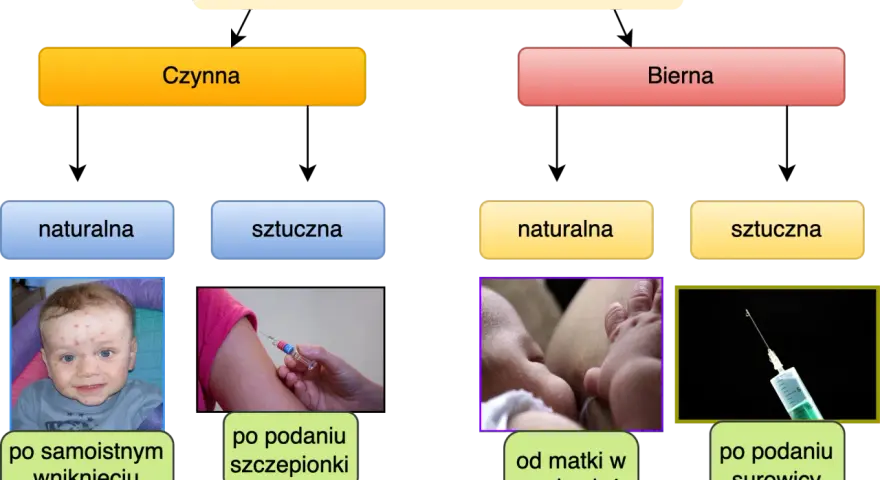 Jak poprawić odporność organizmu? Schemat przedstawia nabyte odporności: czynną (naturalną po chorobie, sztuczną po szczepieniu) i bierną (naturalną od matki, sztuczną po surowicy).