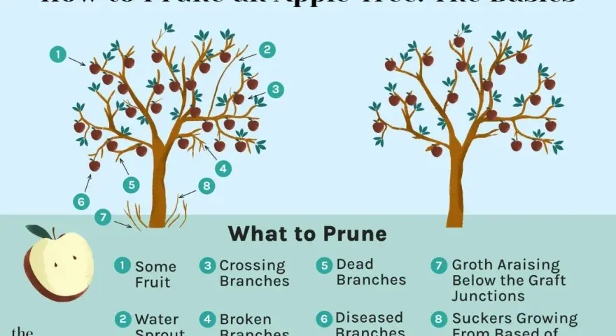 Learn how to prune apple trees by identifying what to cut: water sprouts, crossing branches, dead or diseased limbs, and suckers.