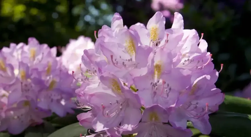 Piękny rododendron w pełnym rozkwicie, jego fioletowe kwiaty tworzą idealne stanowisko dla pszczół.