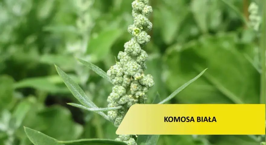 Zielona, kłująca komosa chwast z drobnymi kwiatostanami.