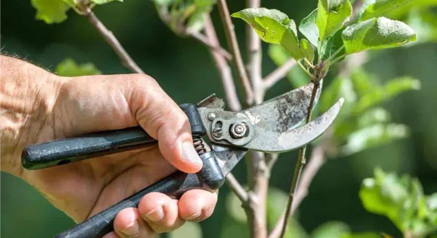 Mano che pota un ramo di un albero da frutto con forbici, un momento essenziale quando si potano le piante da frutto per favorire la crescita.