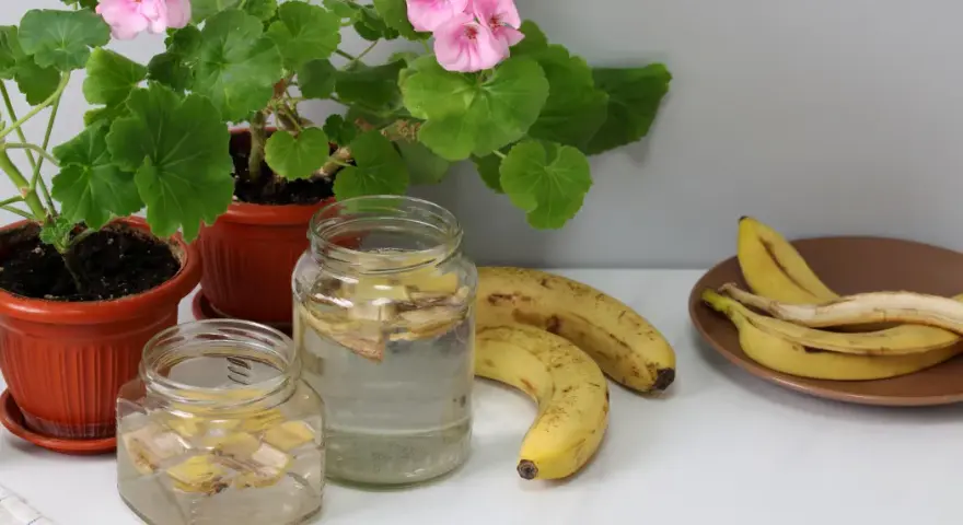 Nawóz z banana co zawiera: odkryj składniki, które pomogą roślinom