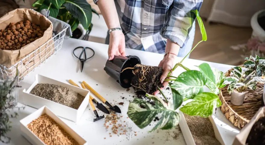Mani che trapiantano una pianta, con vasi di terriccio, argilla espansa per un **terreno drenante** e attrezzi da giardinaggio.