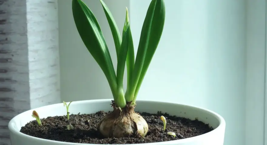 En amaryllis i kruka med spirande skott. Vattna försiktigt för att hjälpa den att växa sig stor och stark.