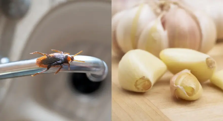 Cucaracha en grifo, posible lugar donde anidan las cucarachas, junto a dientes de ajo.
