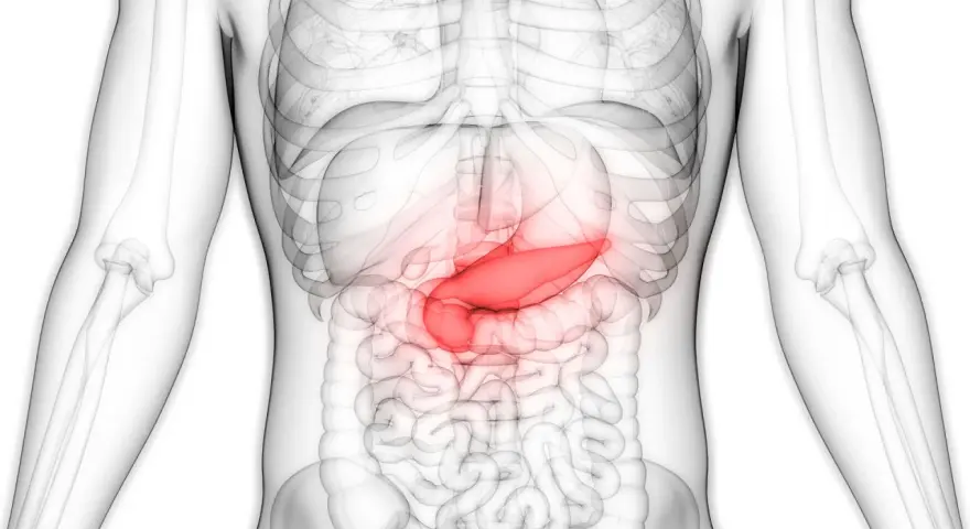 Widok anatomiczny człowieka z podświetloną na czerwono trzustką, znajdującą się za żołądkiem.