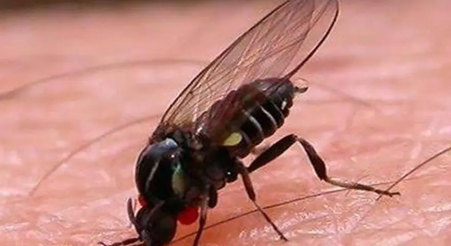 Mosca de la caca, un insecto negro con alas transparentes y ojos rojos, posado sobre piel rosada.