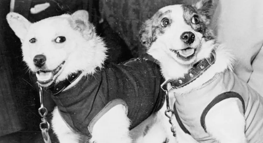 Deux chiens, prêts pour leur voyage, un chien envoyé dans l'espace.