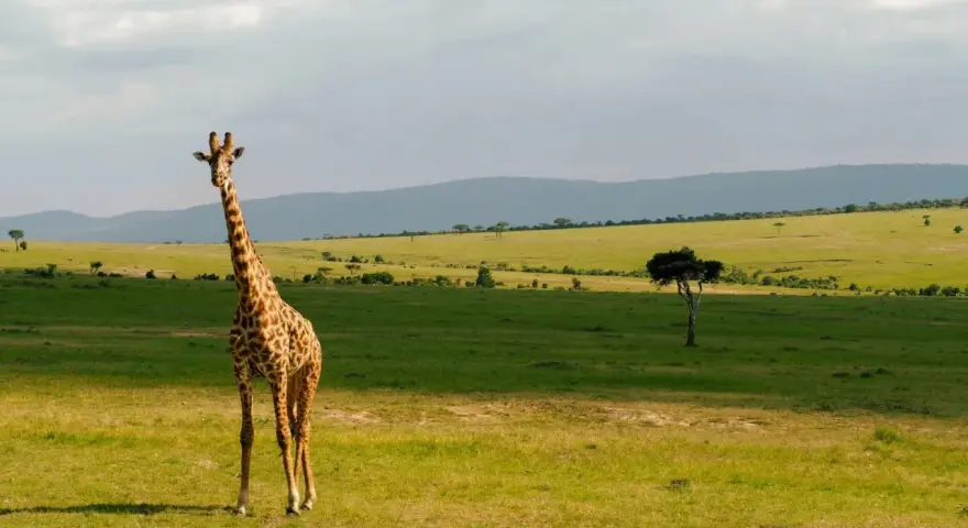 Żyrafa na tle zielonych wzgórz Kenii. Niezapomniane wrażenia z safari w Nairobi.