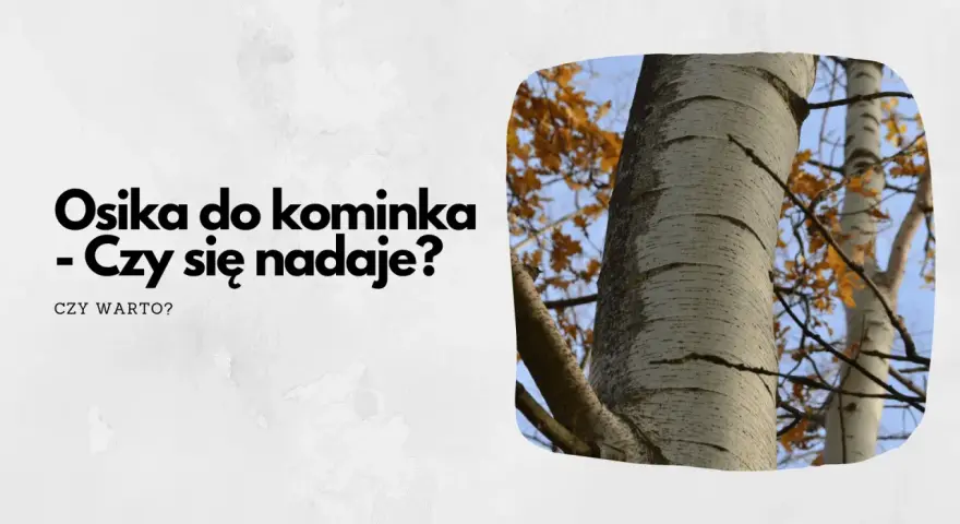 Osika do kominka – czy się nadaje? Pytanie o drewno na opał, z widokiem na pnie drzew i jesienne liście.