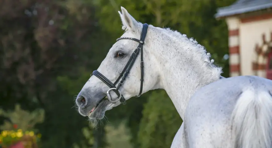 Magnifique cheval blanc, mylord Carthago, au licol orné, se tient fièrement devant un manoir.