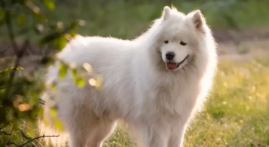 Samoyed czy gubi sierść? Odkryj sekrety linienia i pielęgnacji