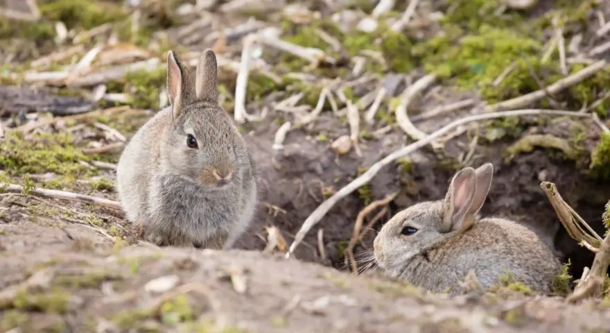 Dos conejitos exploran el exterior de su madriguera, mostrando dónde viven los conejos en su hogar natural.