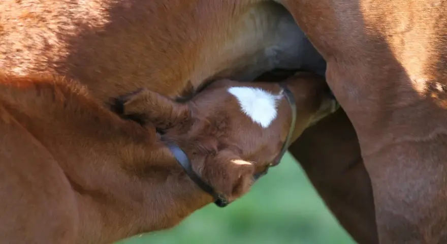Un poulain brun boit le colostrum de sa mère. Sa petite tête est blottie contre le flanc de la jument, une tache blanche orne son front.