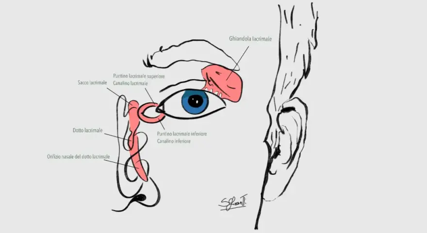 Illustrazione anatomica dell'occhio e del sistema lacrimale, con dettagli sul dotto lacrimale adulto e la ghiandola.