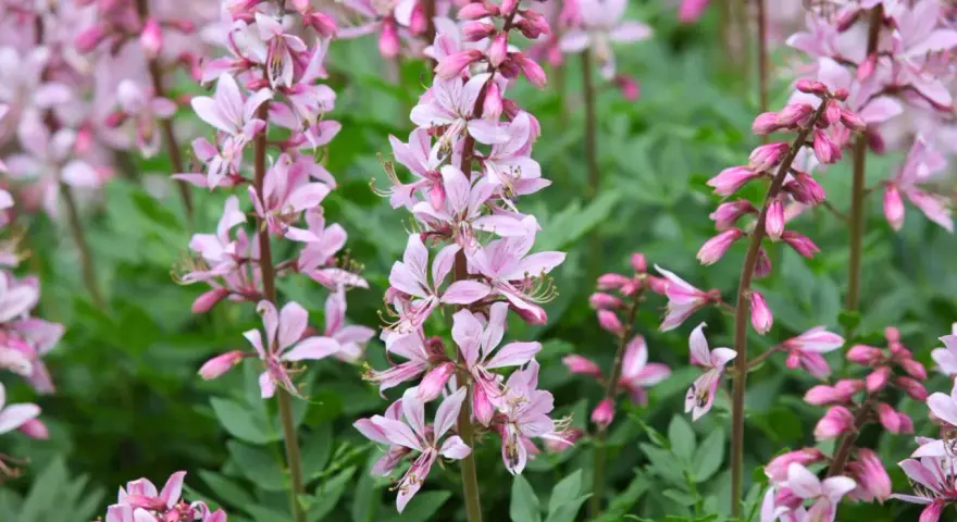 En äng med moses brinnande buske i full blom. De rosa blommorna står i kontrast till det gröna bladverket.