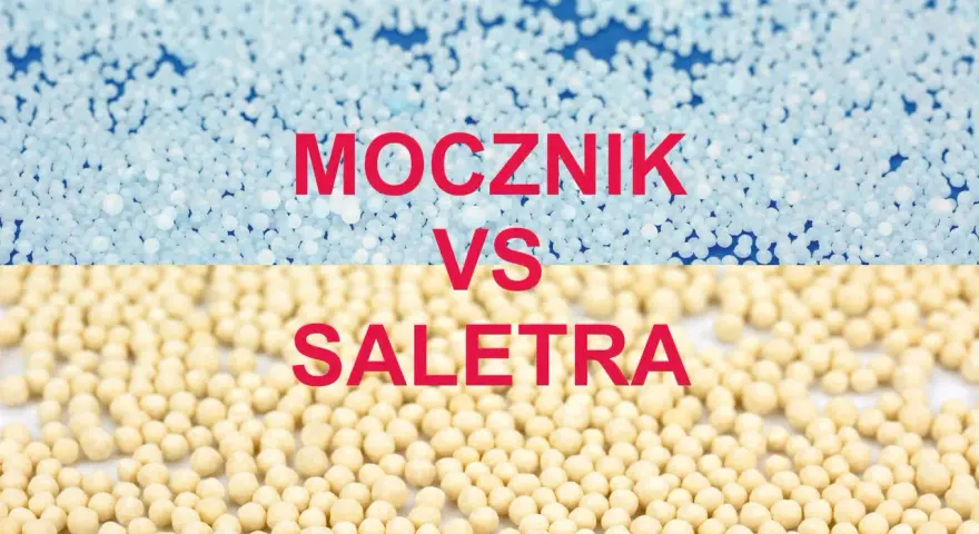 Granulat saletry i mocznika. Zastanawiasz się, po jakim czasie działa saletra? Sprawdź różnice między nawozami.