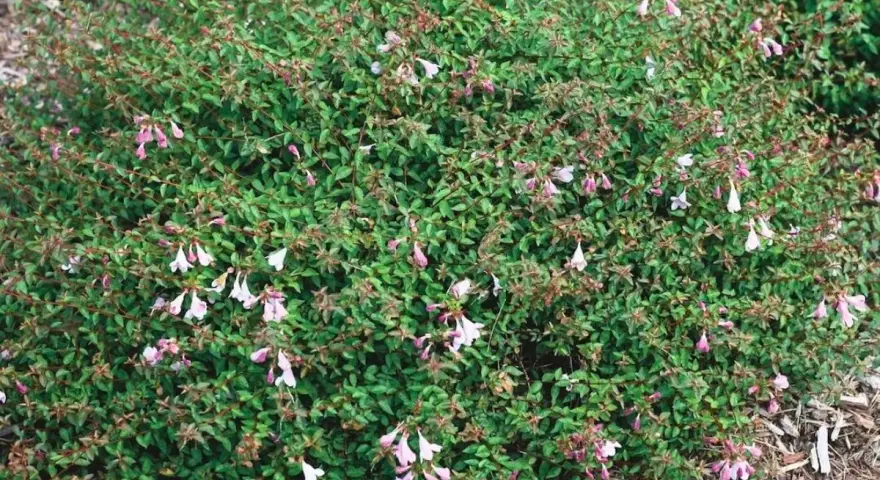 Un arbusto frondoso cubierto de pequeñas flores tubulares de color rosa pálido y blanco.
