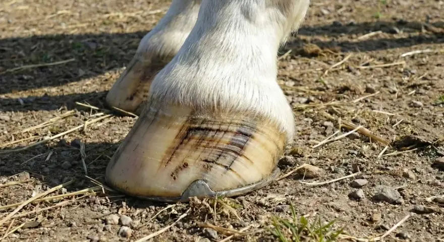 Gros plan sur les sabots d'un cheval blanc, montrant des marques sombres sur la corne, potentiellement un signe de maladie du sabot.