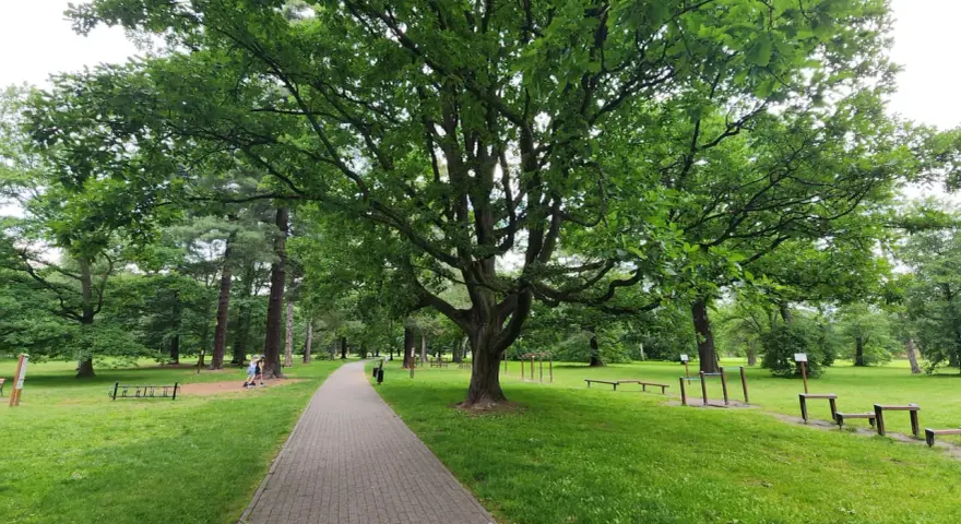 Świerklaniec park: aleja wśród zieleni, pod rozłożystym dębem, z siłownią plenerową i ławkami.