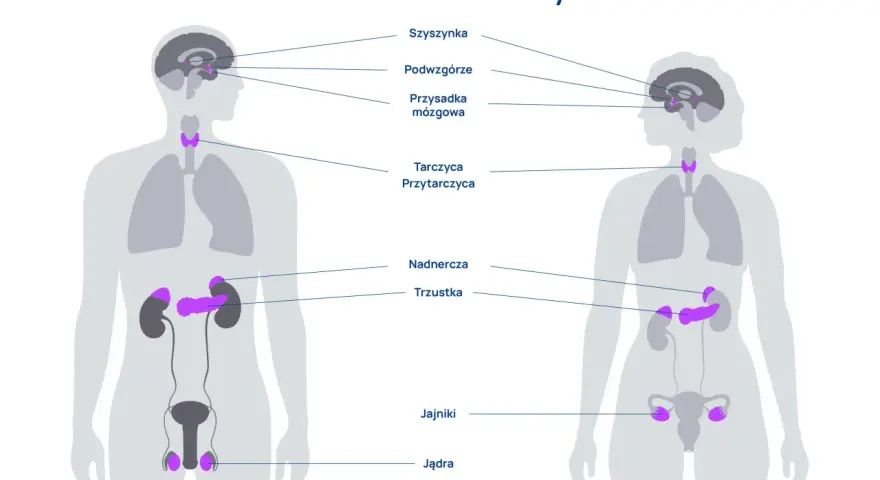 Ilustracja układu hormonalnego z zaznaczonymi gruczołami w mózgu, szyi, nadnerczach, trzustce i narządach płciowych.