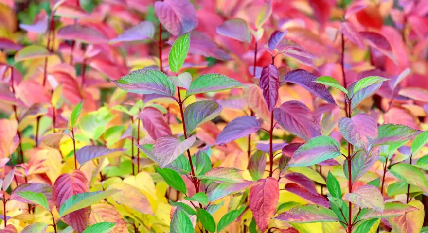 Bunte Blätter eines Hartriegels, die zum **Hartriegel schneiden** im Herbst einladen.