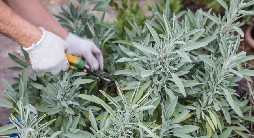 Mit Handschuhen und einer Gartenschere werden frische Salbeiblätter geerntet.