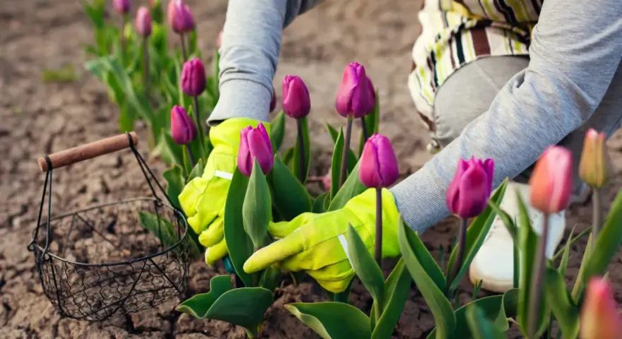 Ręce w zielonych rękawiczkach pielęgnują fioletowe tulipany. Rozpoczyna się uprawa tulipanów, a obok stoi koszyk.