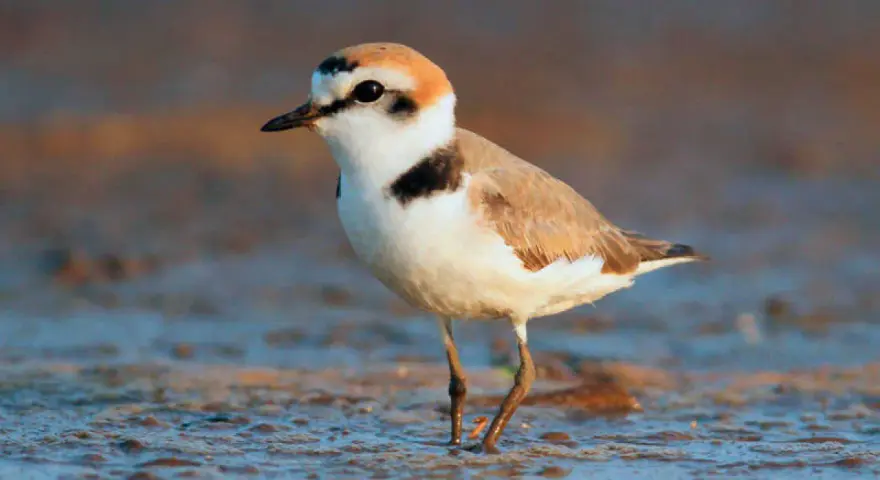Un chorlitejo patinegro, con su plumaje blanco y marrón, se posa en la orilla.