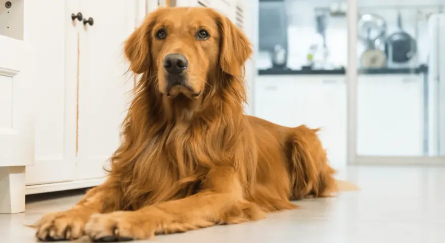 Czy golden retriever jest agresywny? Fakty, które zaskoczą każdego