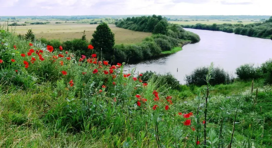 Łąka pełna maków nad zakręconą rzeką, jak z legendy o Janie i Cecylii.