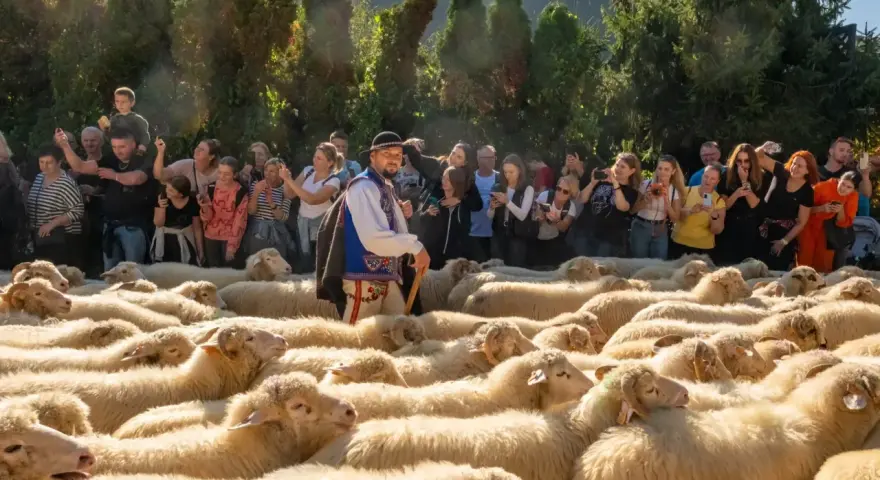 Tłum ludzi obserwuje pasterza w tradycyjnym stroju podczas szczawnickiego redyku. Owce tworzą gęste, jasne morze.