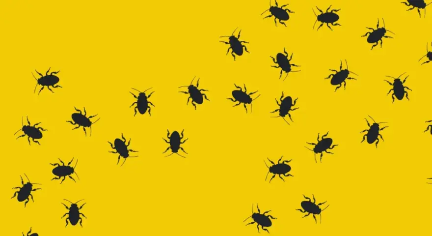 Muchas cucarachas negras se arrastran sobre un fondo amarillo brillante. Las cucarachas transmiten enfermedades.