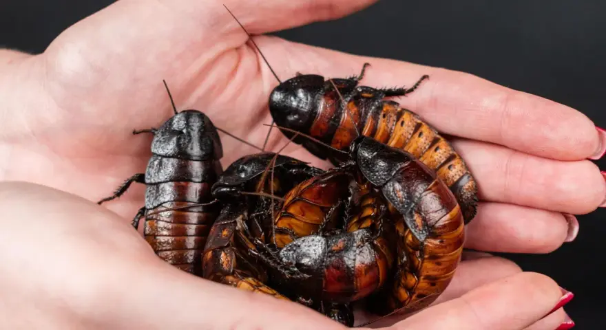 Manos sostienen un grupo de cucarachas de Madagascar. Es como si fuera el momento en que salen las cucarachas, pero estas son inofensivas.